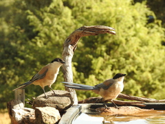Cyanopica cooki