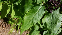 Sambucus racemosa melanocarpa
