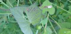 Ipomoea lacunosa