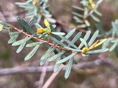 Pultenaea flexilis