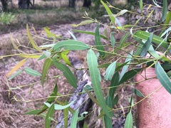 Eucalyptus siderophloia