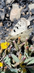 Parnassius smintheus