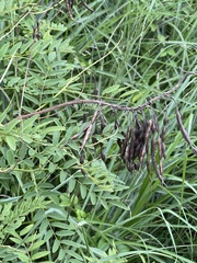 Sophora flavescens