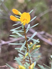 Pultenaea flexilis