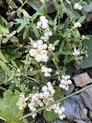 Anaphalis morrisonicola