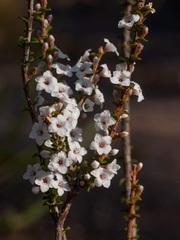 Epacris microphylla