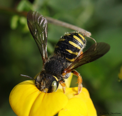 Anthidium oblongatum