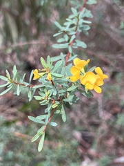 Pultenaea flexilis