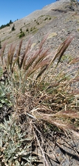 Elymus elymoides