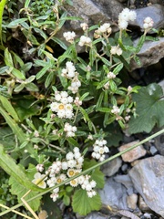 Anaphalis morrisonicola