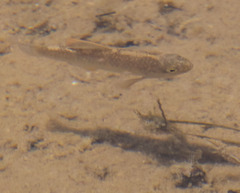 Cyprinodontidae