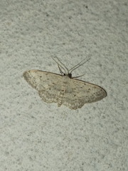 Idaea seriata