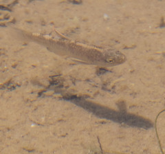 Cyprinodontidae