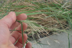 Poaceae