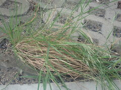 Poaceae