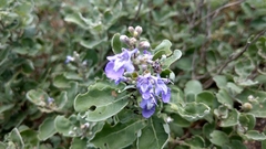 Vitex rotundifolia