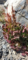 Oxyria digyna