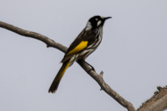 Phylidonyris novaehollandiae