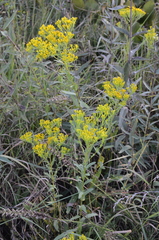Solidago ohioensis