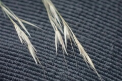 Poaceae