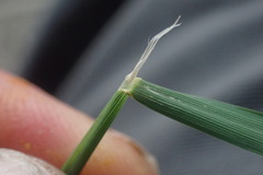 Poaceae