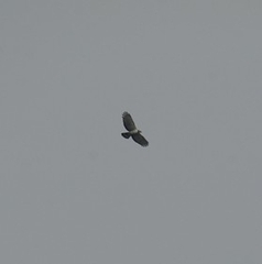 Pernis ptilorhynchus