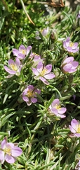 Spergularia rubra