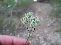 Torilis leptophylla