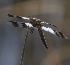 Plathemis subornata