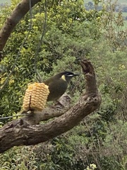 Meliphaga lewinii