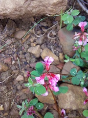 Indigofera dodii