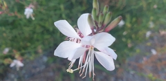 Oenothera lindheimeri
