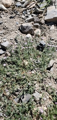 Spergularia rubra