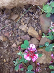 Indigofera dodii