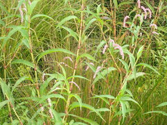 Persicaria