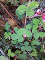 Indigofera dodii