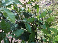 Alectryon tomentosus