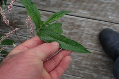 Persicaria