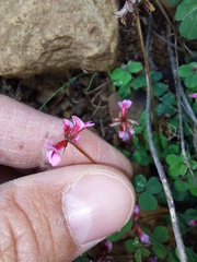 Indigofera dodii