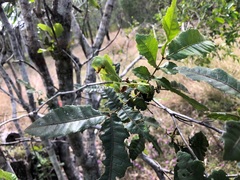 Alectryon tomentosus