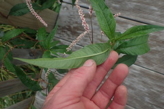 Persicaria