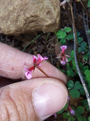 Indigofera dodii