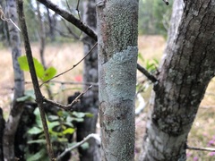 Alectryon tomentosus