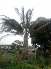 Arecaceae