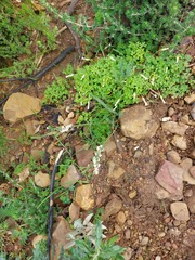 Struthiola