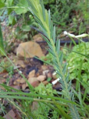 Struthiola