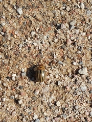 Leptinotarsa decemlineata