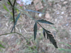 Torilis leptophylla