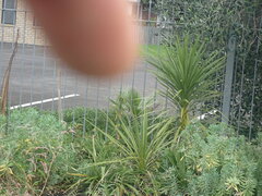 Arecaceae