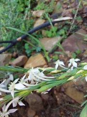 Struthiola